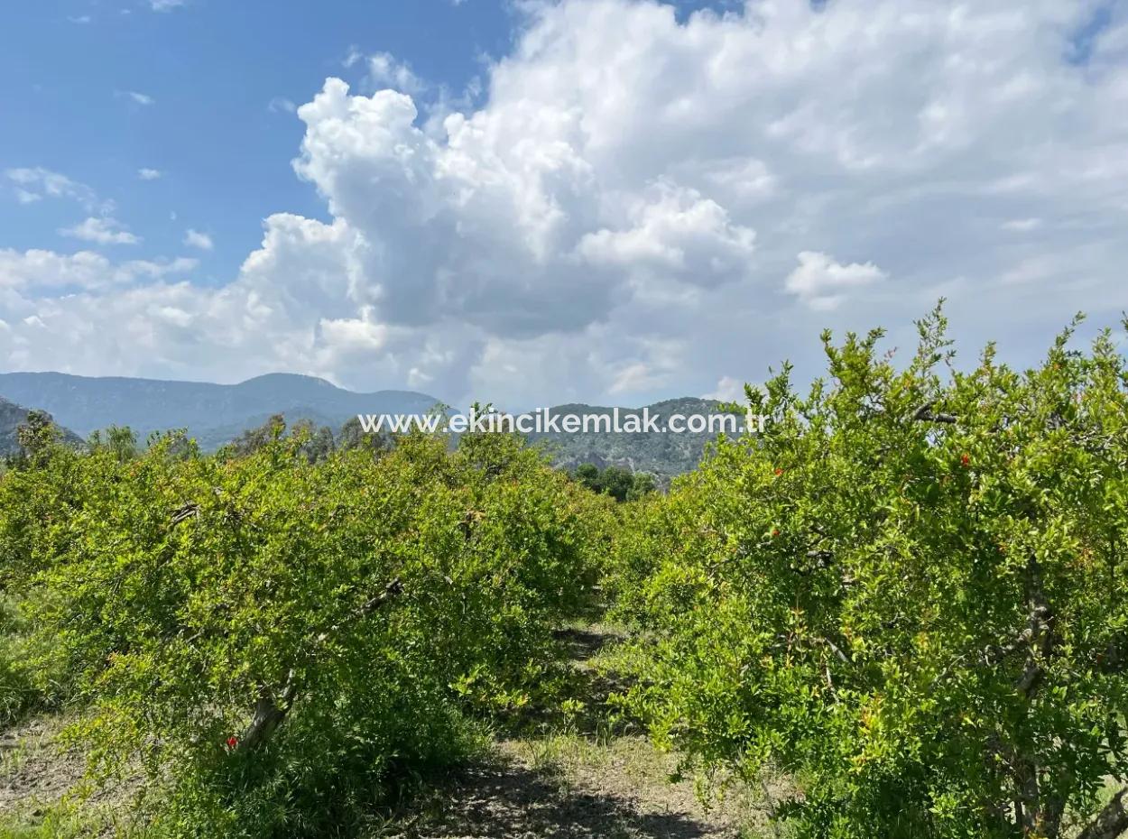 5.100 M2 Land Zum Verkauf In Der Gegend Von Dalyan Maraş Mit 5% Wohnzone