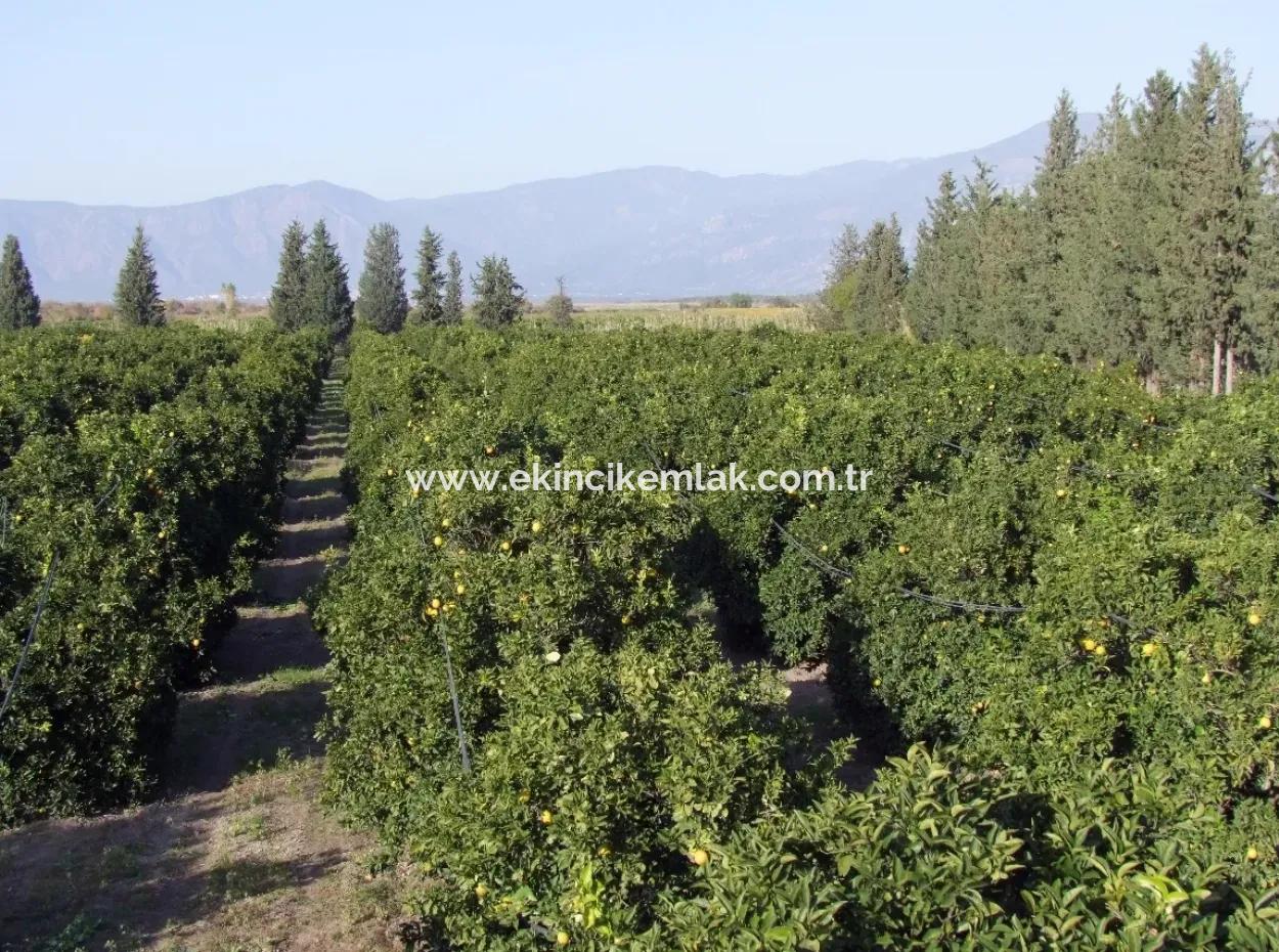 Garten Zum Verkauf In Oriya Tepearasi Zwischen Der Peak 65,000M2 Orange Garten Zum Verkauf