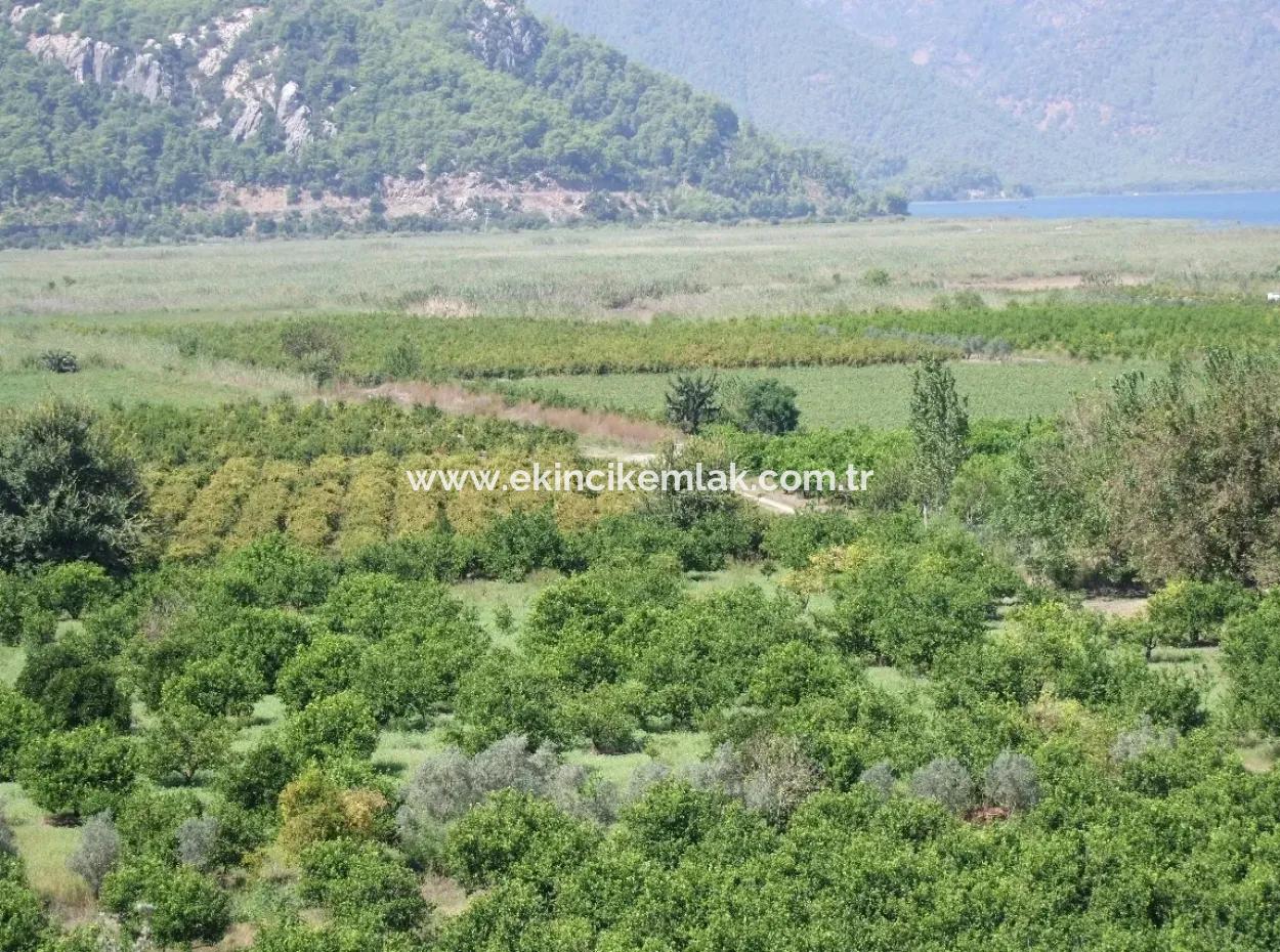 Bauernhof Zum Verkauf Bauernhof Zum Verkauf In Dalyan 73410M2