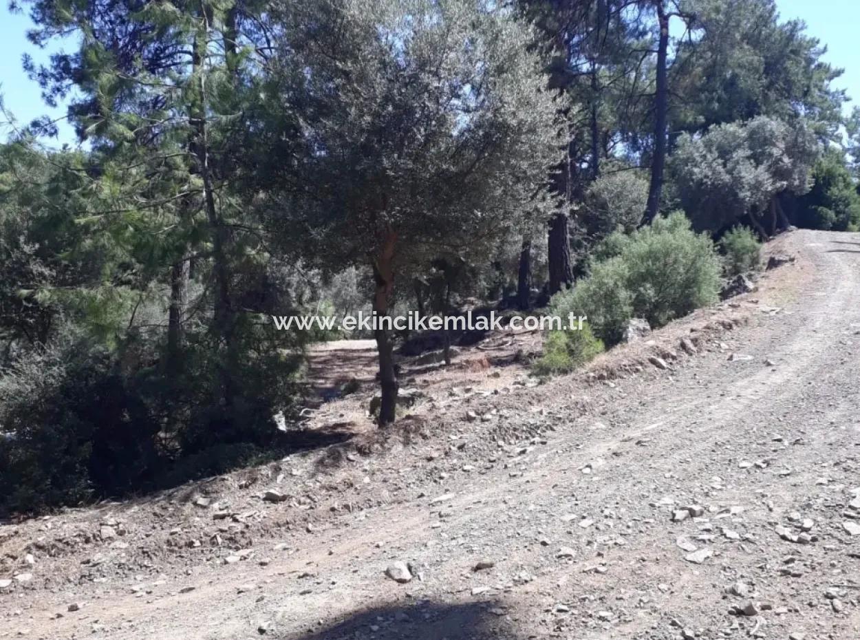 Dalyan Iztuzu In Der Dalyan Zum Verkauf Zum Verkauf In Der Candır 2367M2 2B