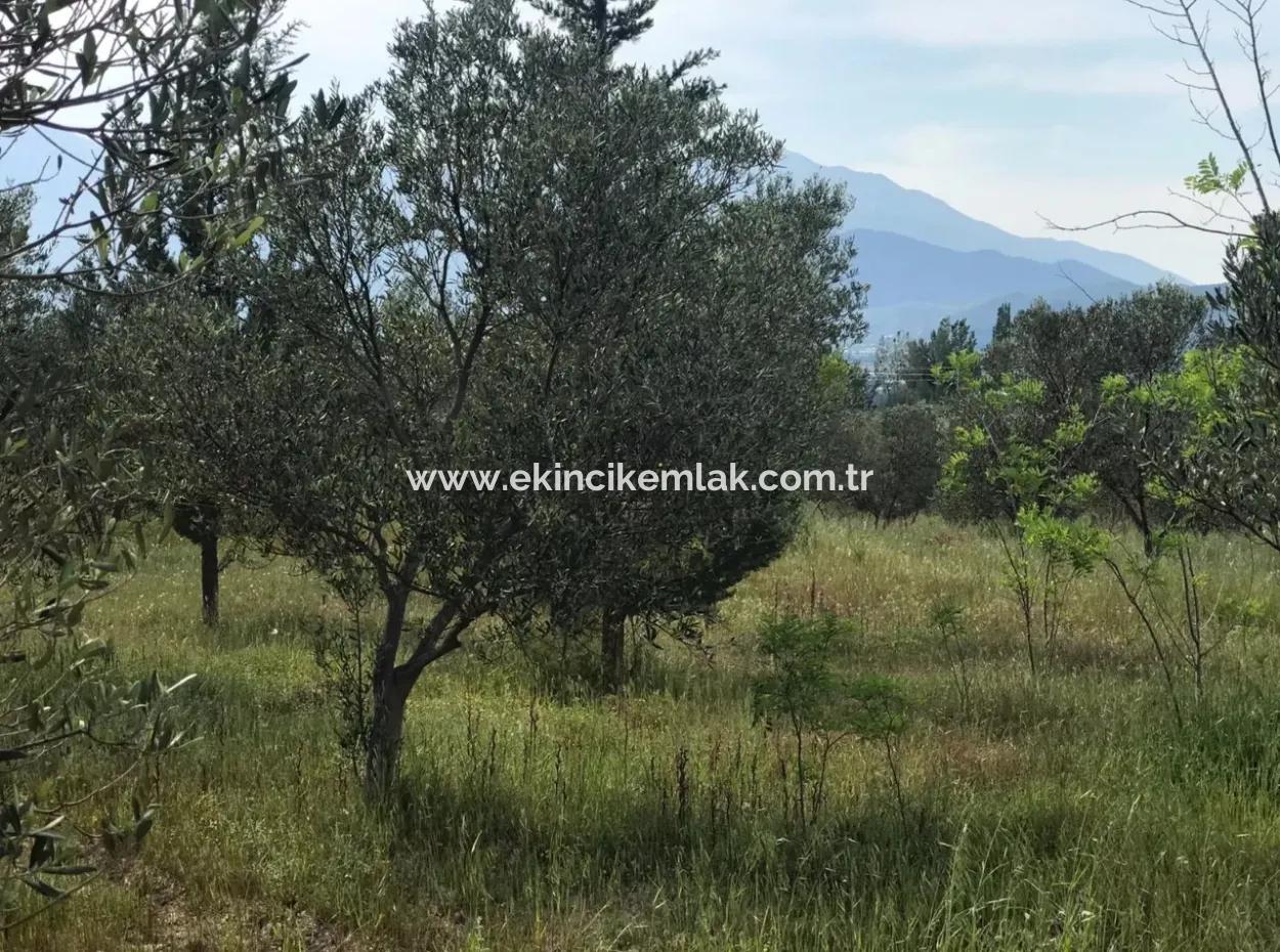 Ackerland Zum Verkauf In Seydikemer Korubuku 76000M2