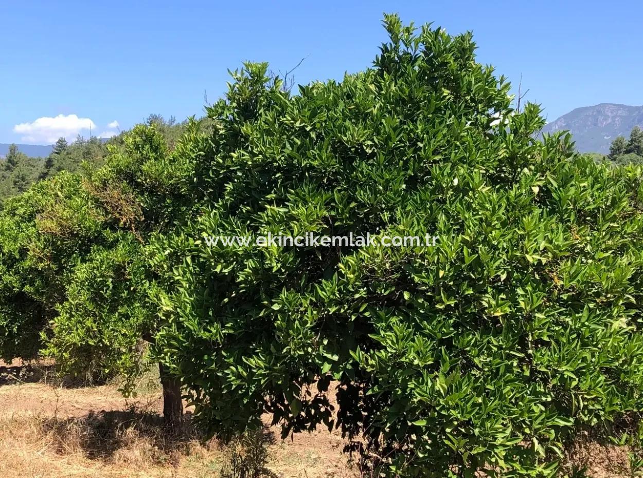 Garten Zum Verkauf In Gokce Akyaka, In Der Nähe Vom Meer, 38,000M2 Grundstück Zum Verkauf