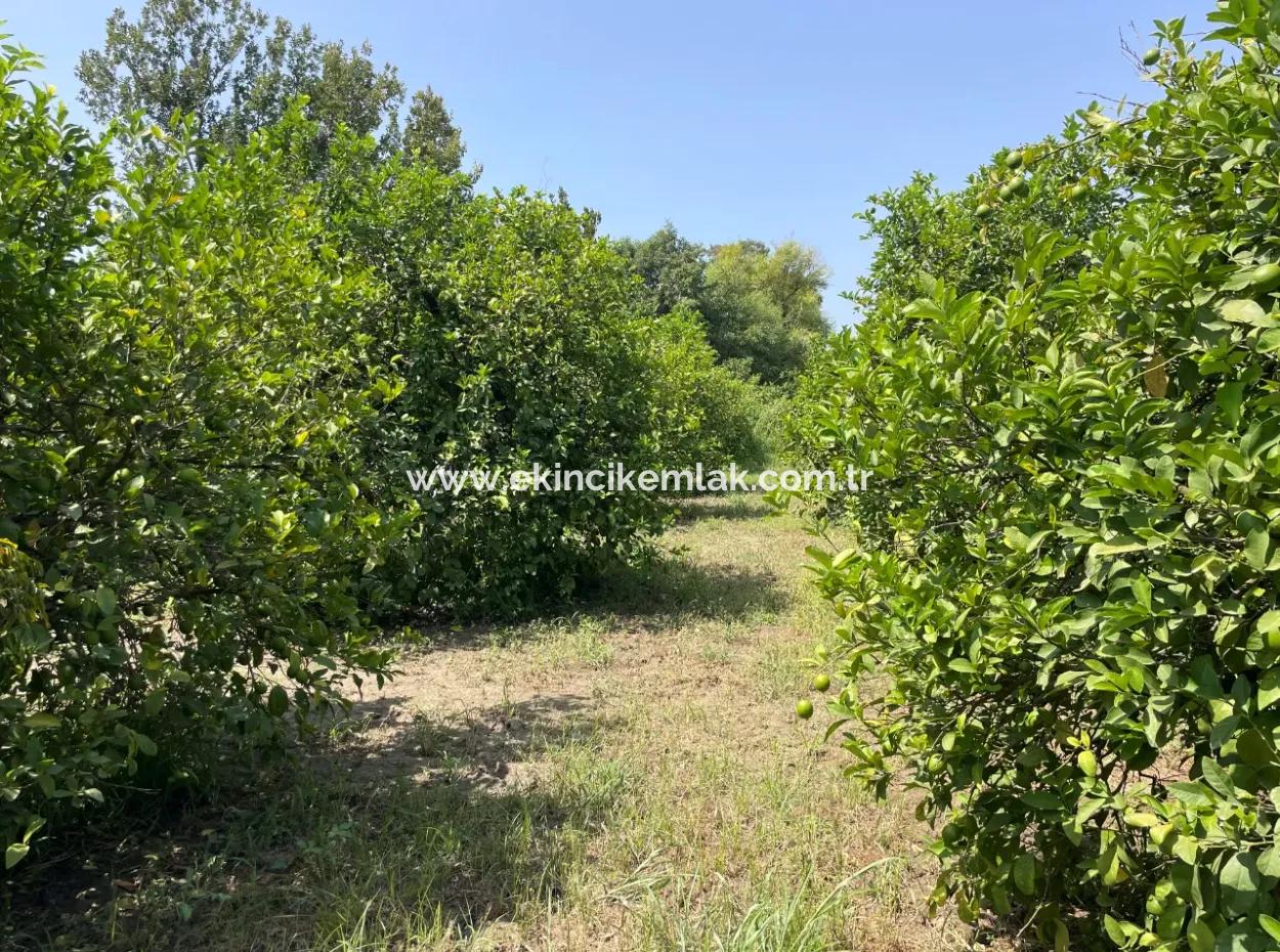 10.000M2 Grundstück Zum Verkauf Im Bebauten Gebiet Des Dorfes In Okçular
