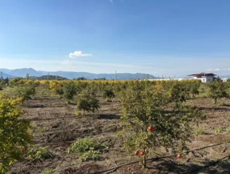 21500M2 Granatapfelgarten Zum Verkauf In Eskiköy