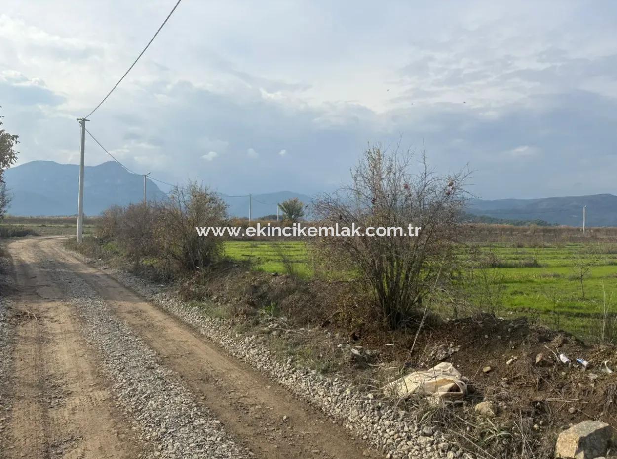 Single Title Deed 5617M2 Lemon Orchard For Sale In Tepearası