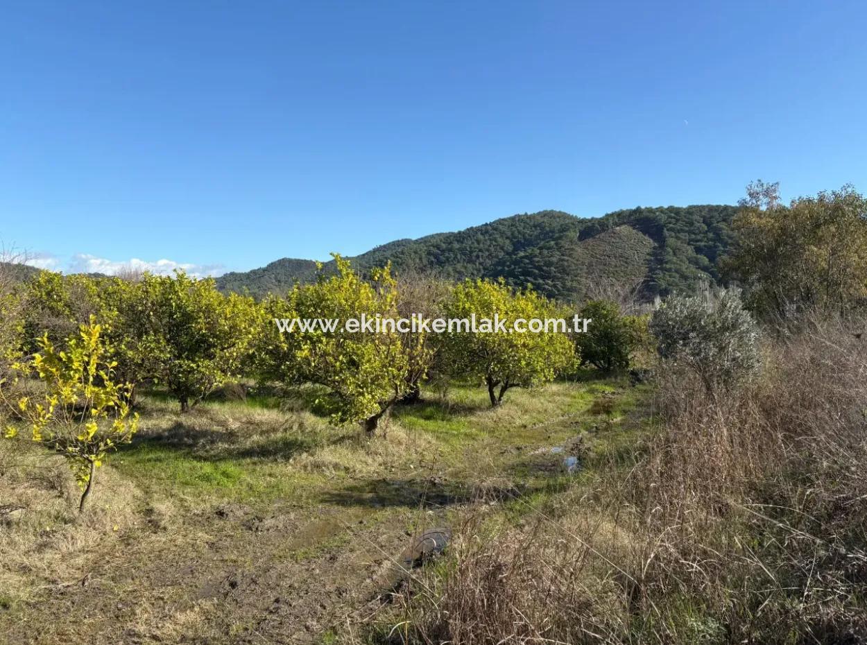 23,000M2 Detached Field Garden For Sale In Tepearasin,