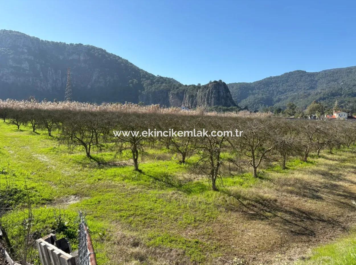 5985M2 5% Zoned Land For Sale In Dalyan As Vineyard Garden