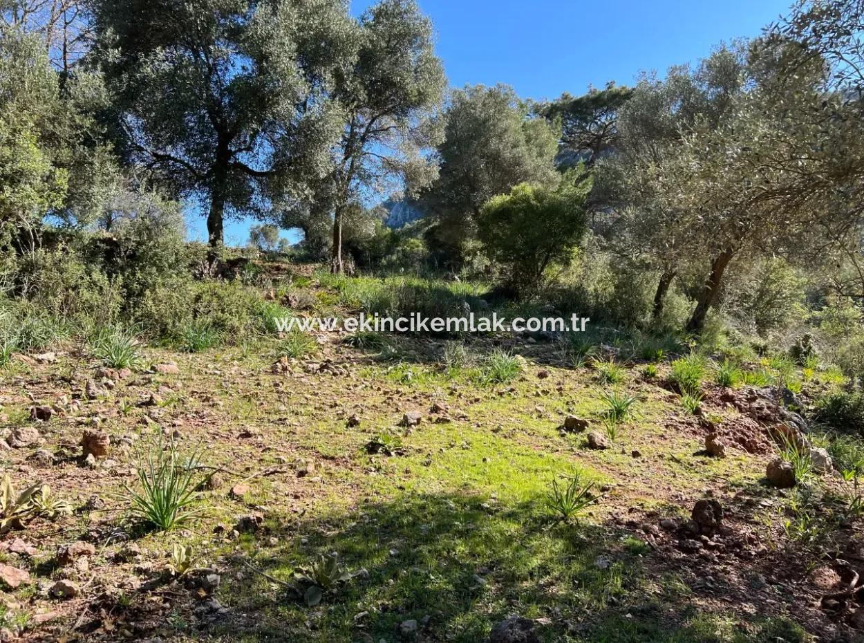 Land For Sale In Nature And Forest In Gökbel