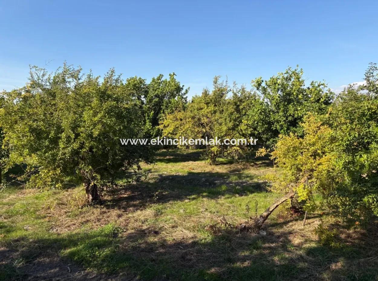 6150M2 Lemon And Pomegranate Garden For Sale In Eskiköy
