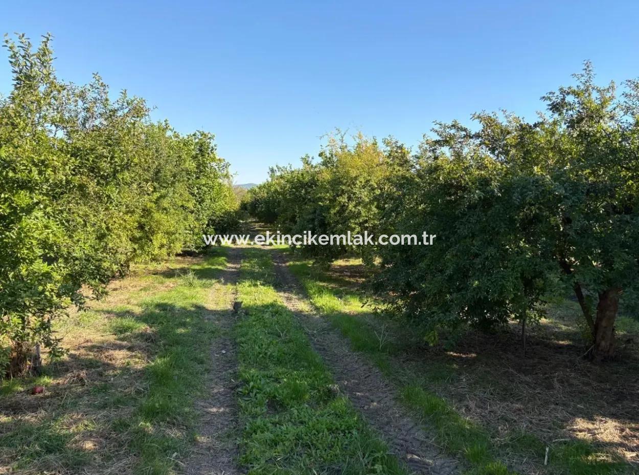 6150M2 Lemon And Pomegranate Garden For Sale In Eskiköy