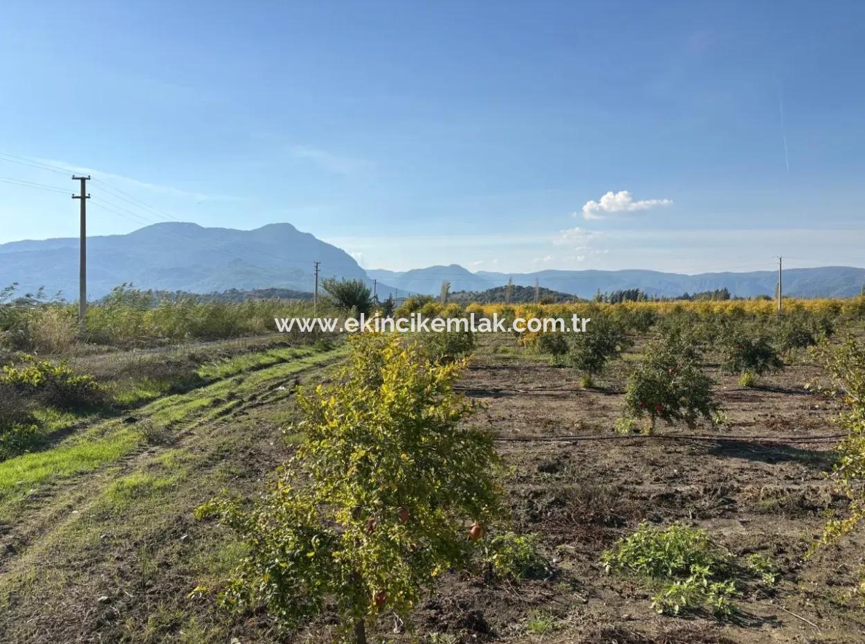 21500M2 Pomegranate Orchard For Sale In Eskiköy