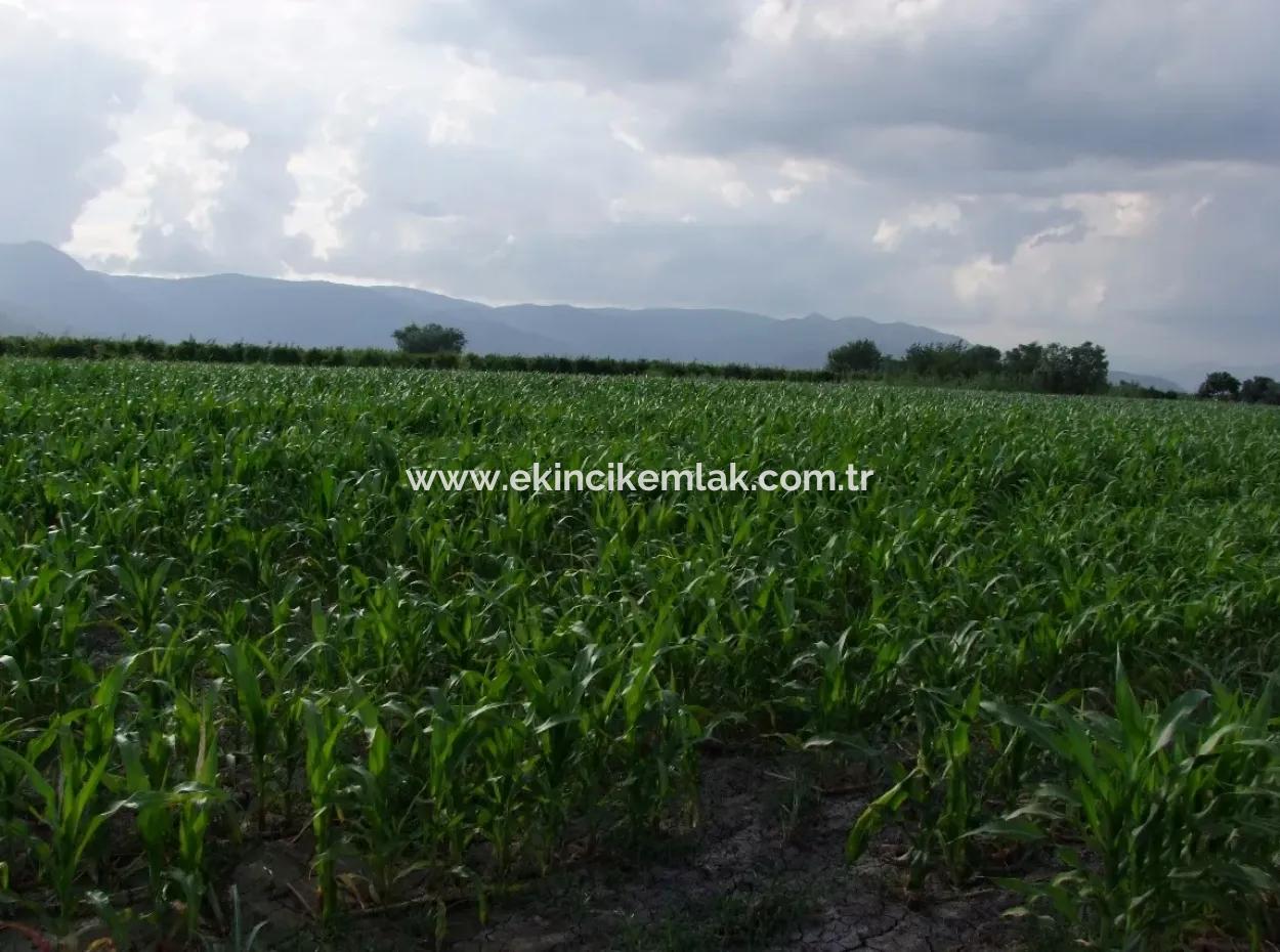 Farm For Sale Near The Centre Of Dalyan,14, 612M2 Farm For Sale