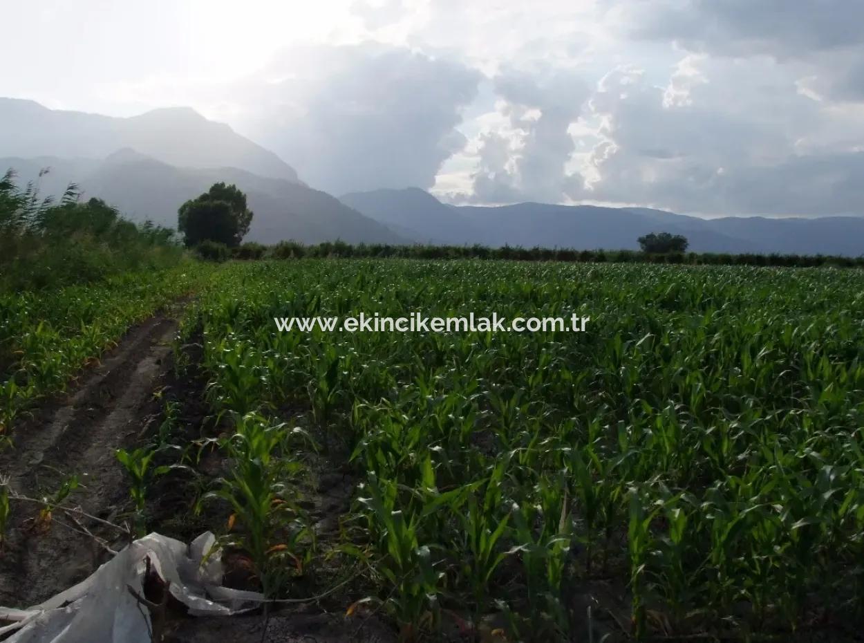 Farm For Sale Near The Centre Of Dalyan,14, 612M2 Farm For Sale