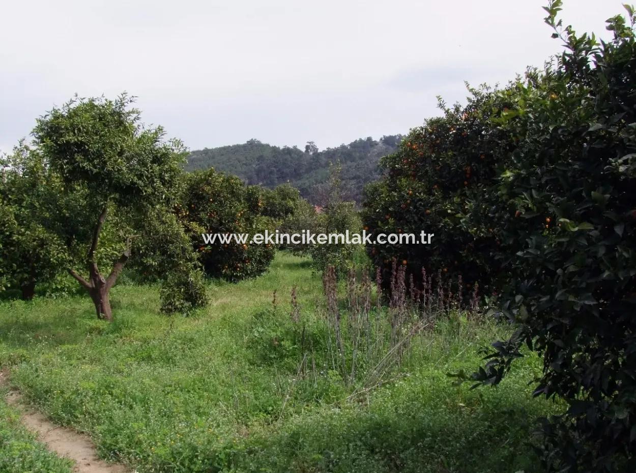 For Sale In Orange Grove 24,000M2 For Sale Near The Sea Garden For Sale Bargain