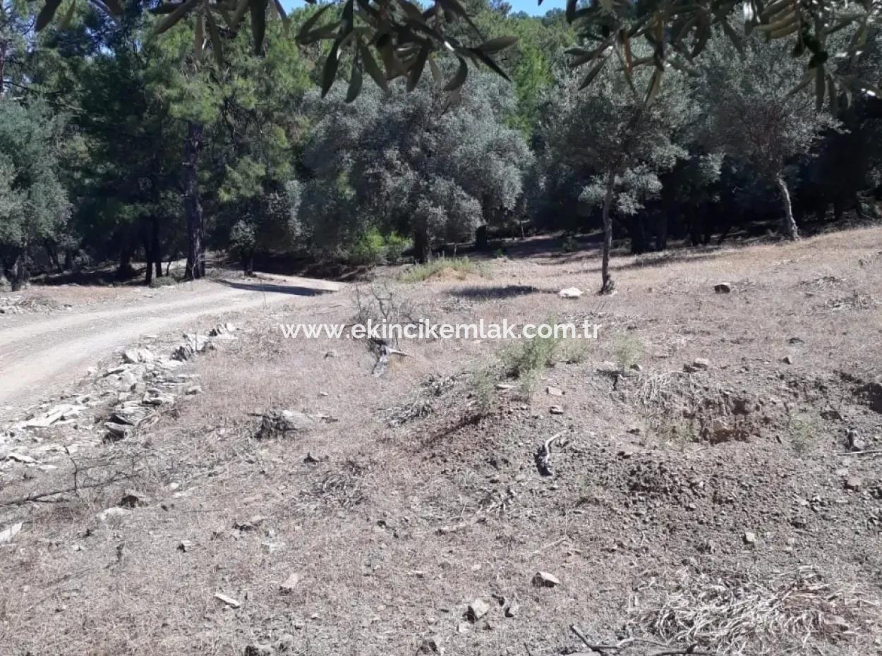 Dalyan Iztuzu In Dalyan For Sale For Sale In Candır 2367M2 2B