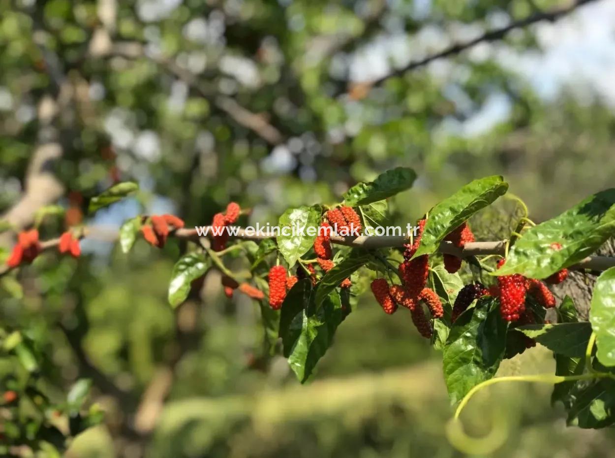 Land For Sale In Seydikemer Korubuku 76000M2