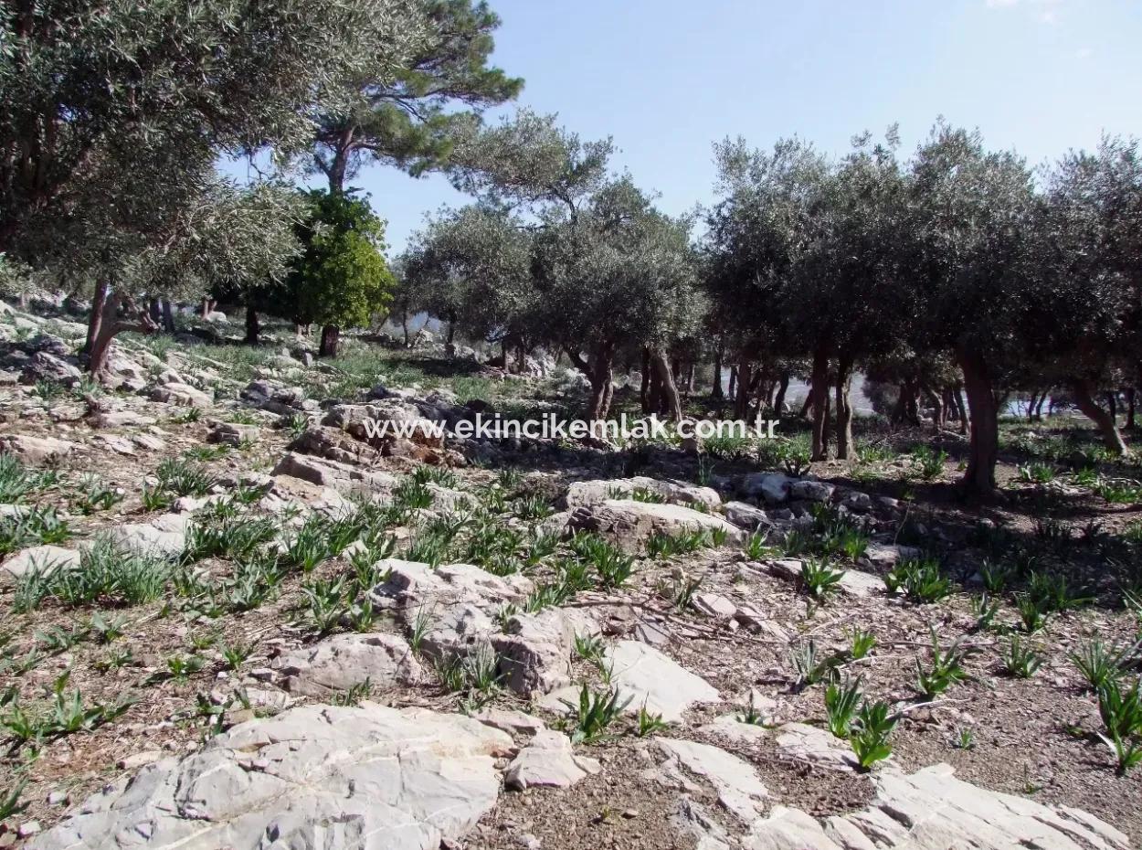 Çandır 5367M2 Farm Land For Sale Sea Views