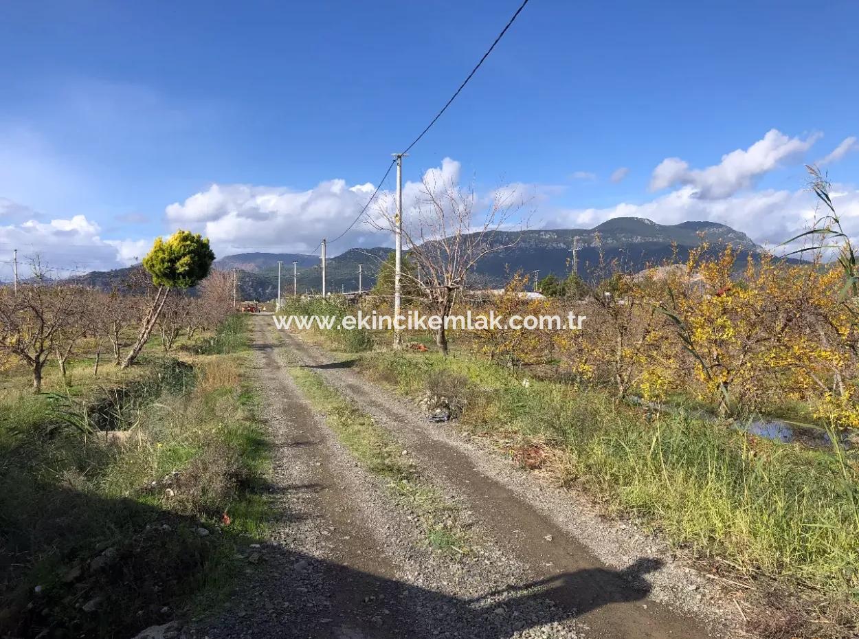 Land For Sale In Dalyan Istuzu Yollu On 24,000M2 Pomegranate Garden For Sale