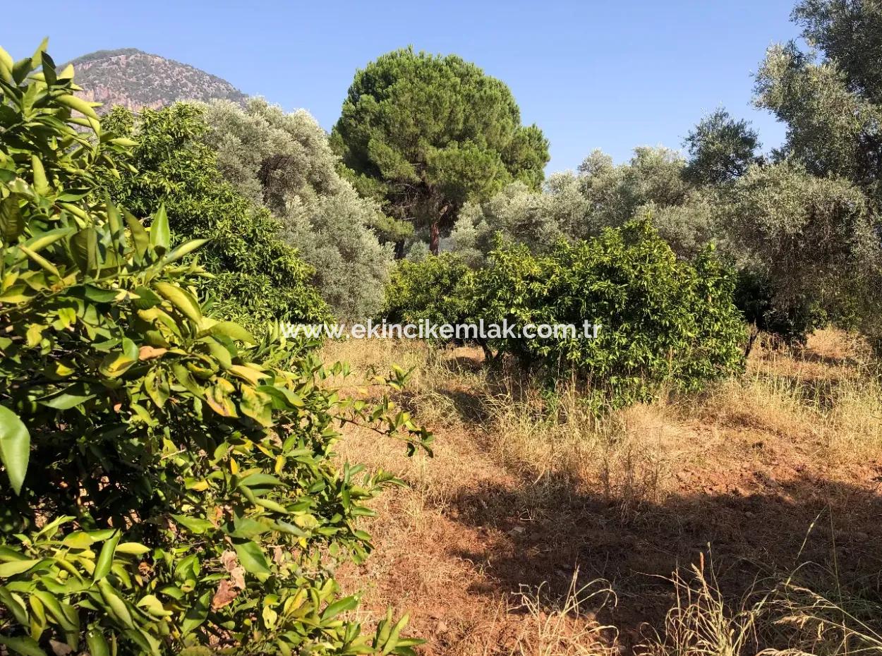 Land Field For Sale In Köyceğinz Yangi 9406M2 Land For Sale
