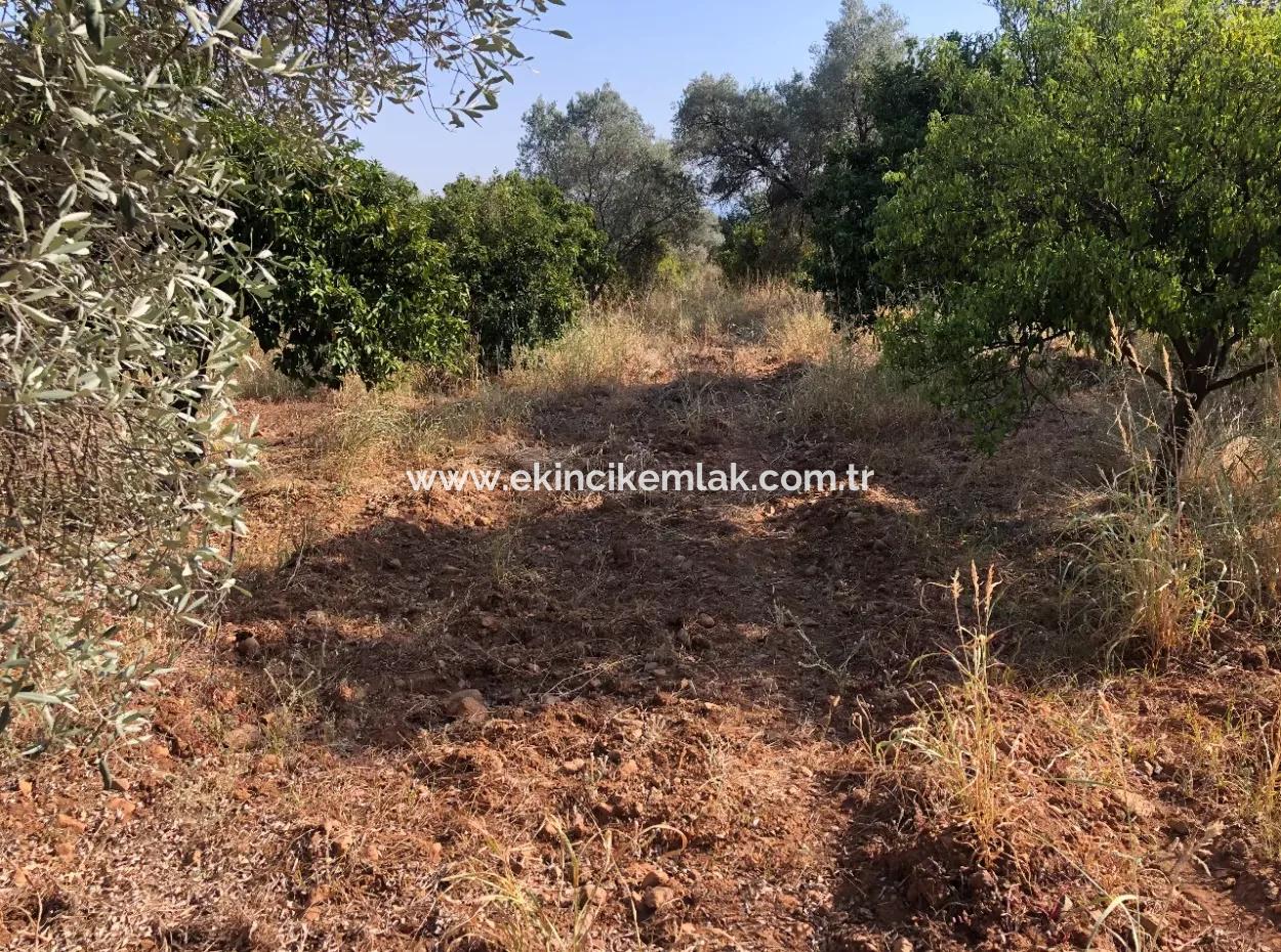 Land Field For Sale In Köyceğinz Yangi 9406M2 Land For Sale