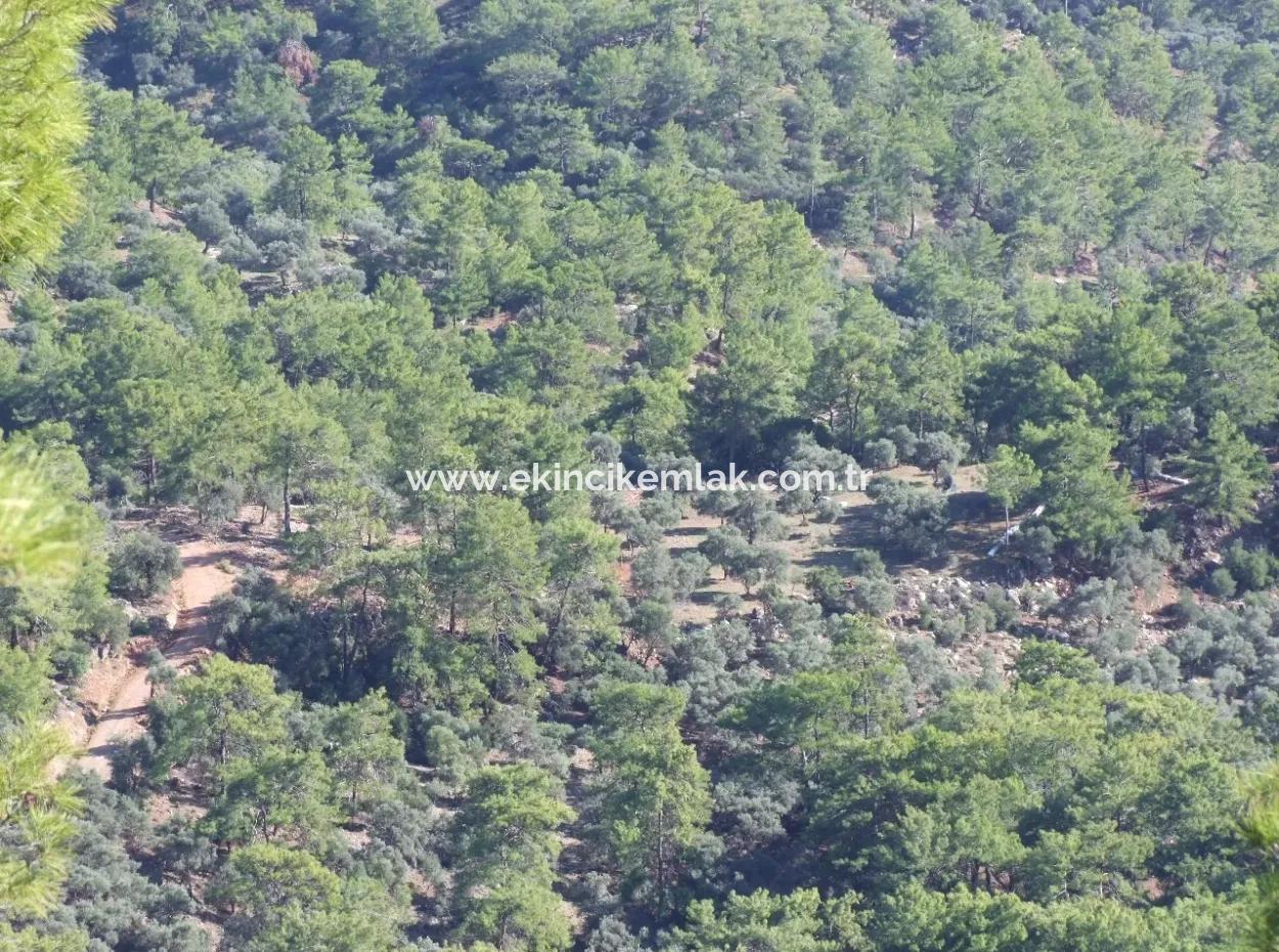 Real Estate Bargain Plot For Sale With Sea Views In Çandır Call In Ekincik