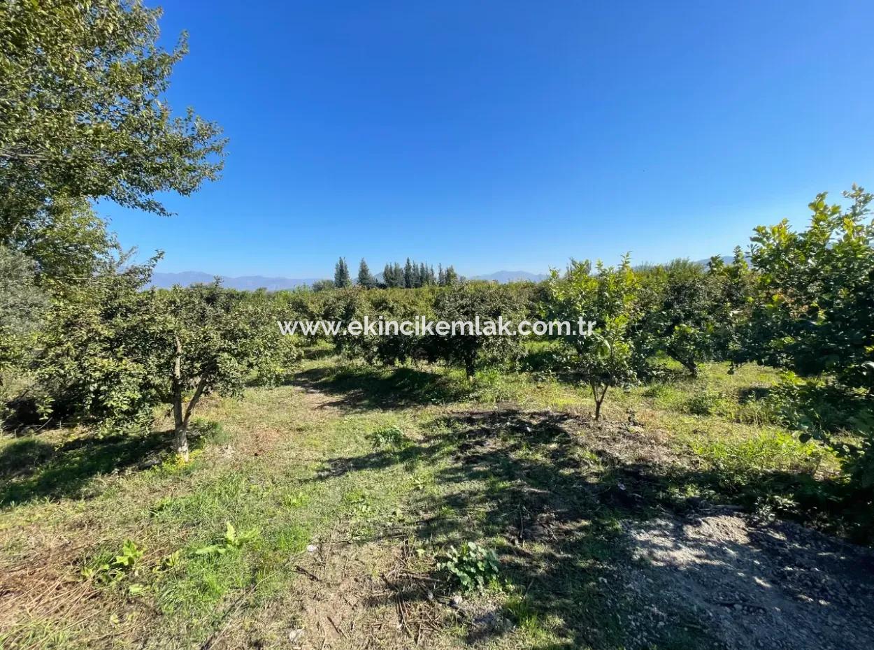 2223M2 Fields For Sale In Dalyan