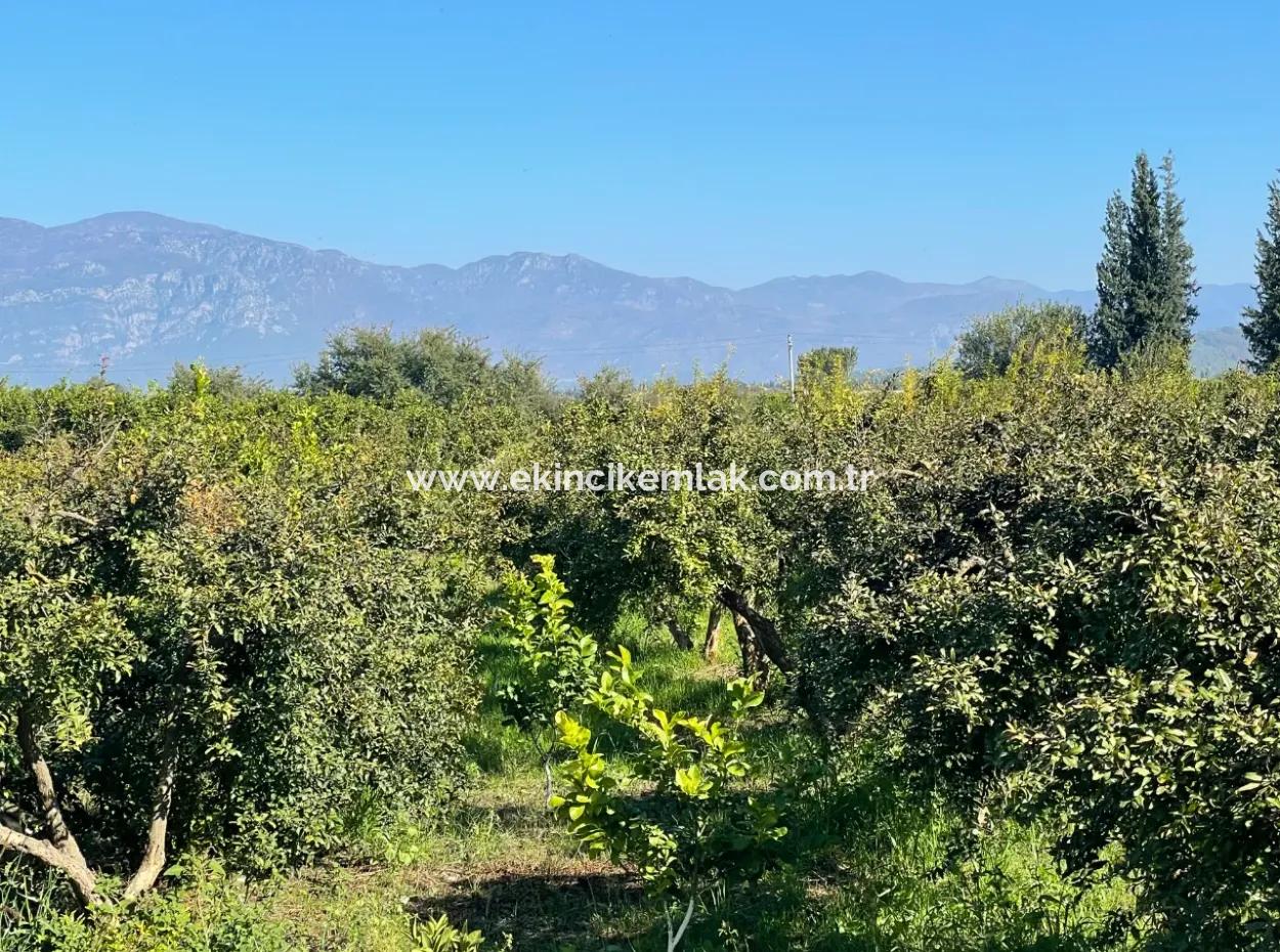 2223M2 Fields For Sale In Dalyan