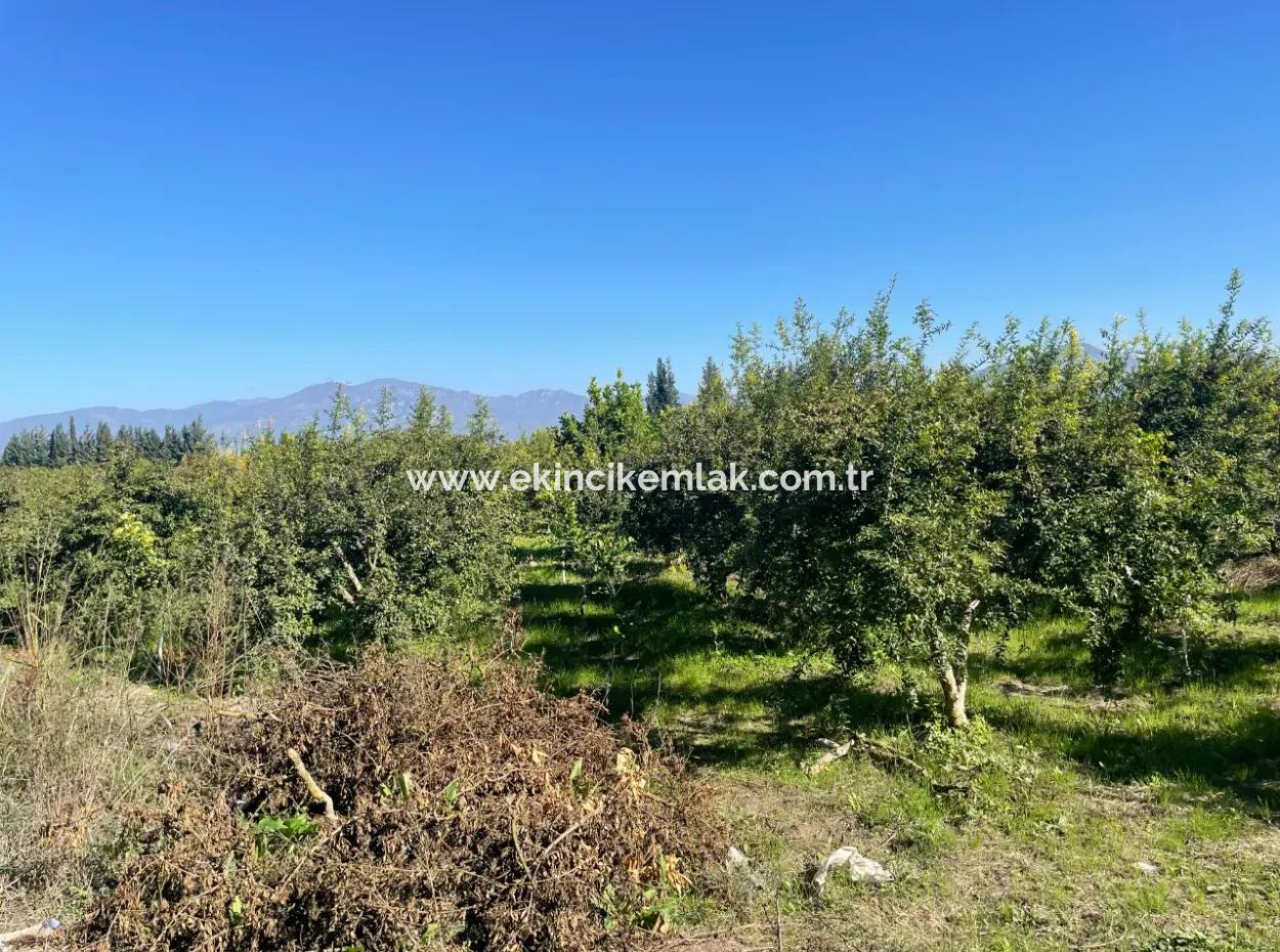 2223M2 Fields For Sale In Dalyan
