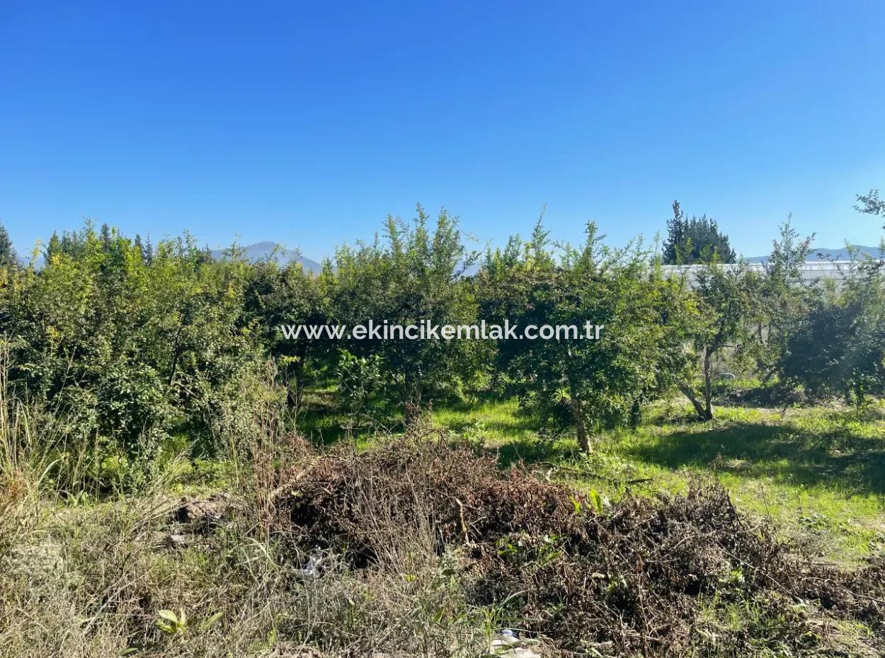 2223M2 Fields For Sale In Dalyan