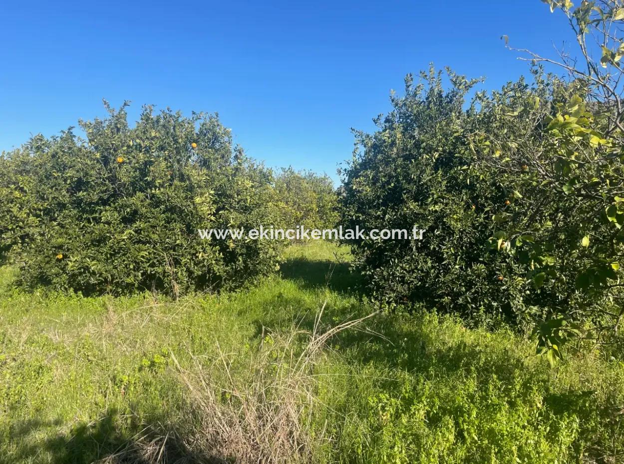 Dalyan Land For Sale 5227M2 Land For Sale