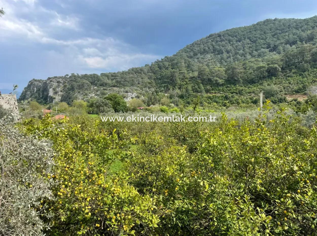 5000M2 Field For Sale At The Beginning Of The Road In Çandır
