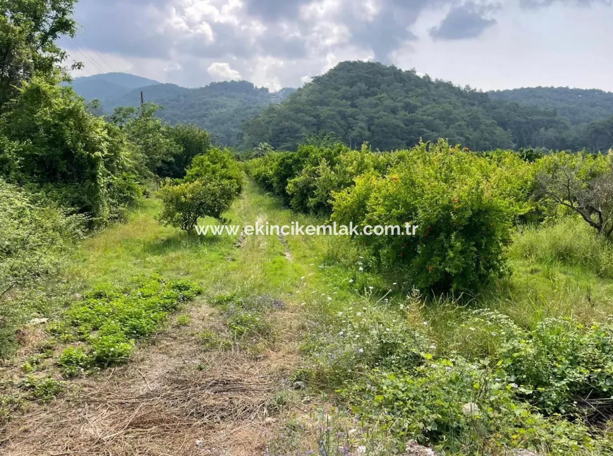 7800M2 Land For Sale At The Beginning Of Iztuzu Beach Road In Gökbel