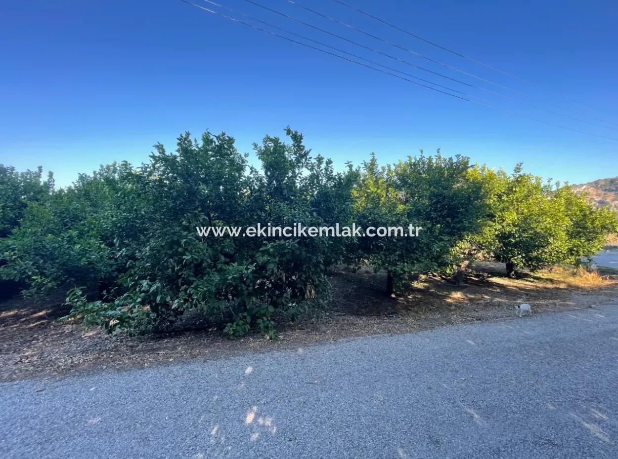 2D Lemon Orchard For Sale In Marmarli, Dalyan