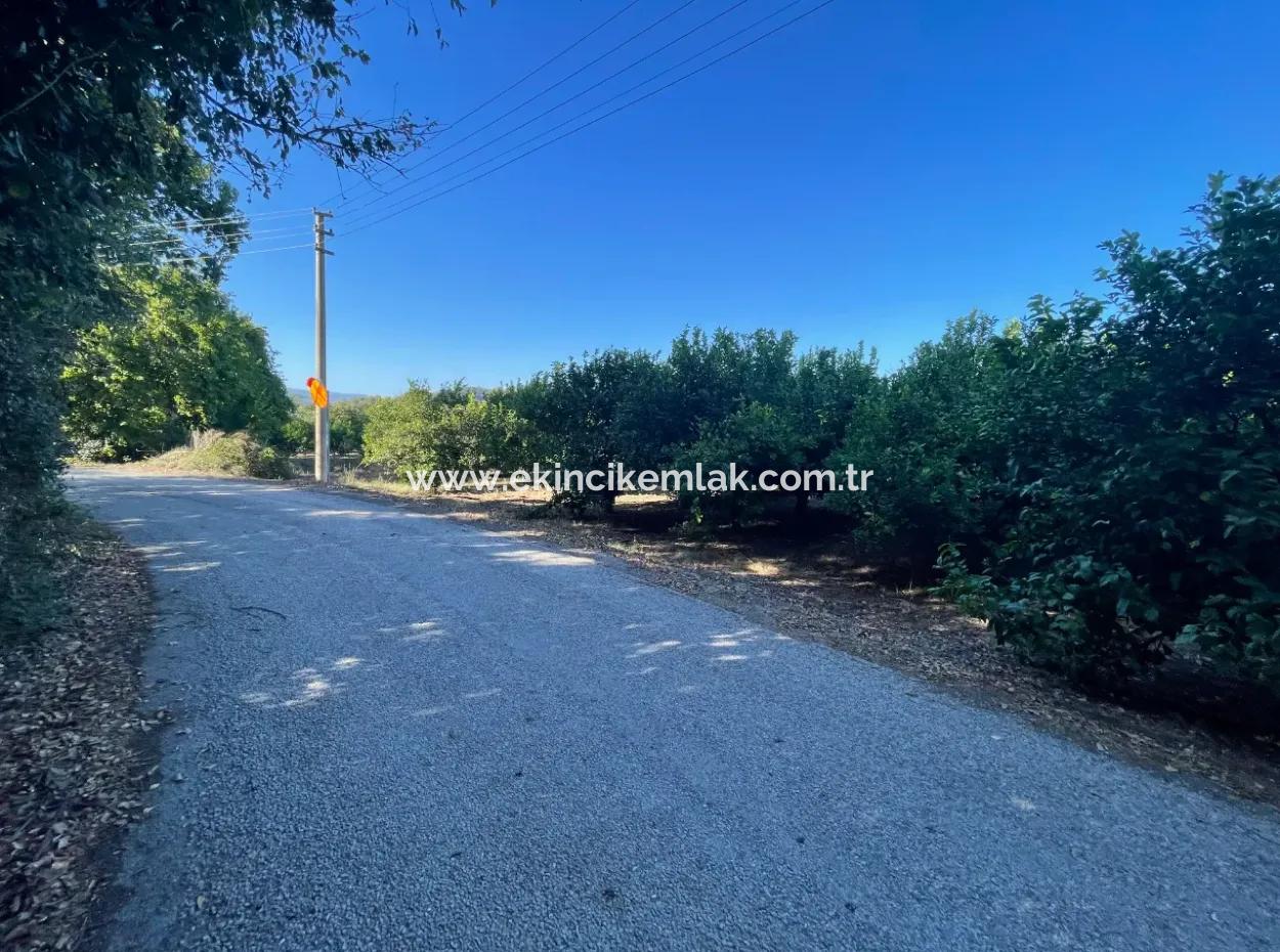 2D Lemon Orchard For Sale In Marmarli, Dalyan