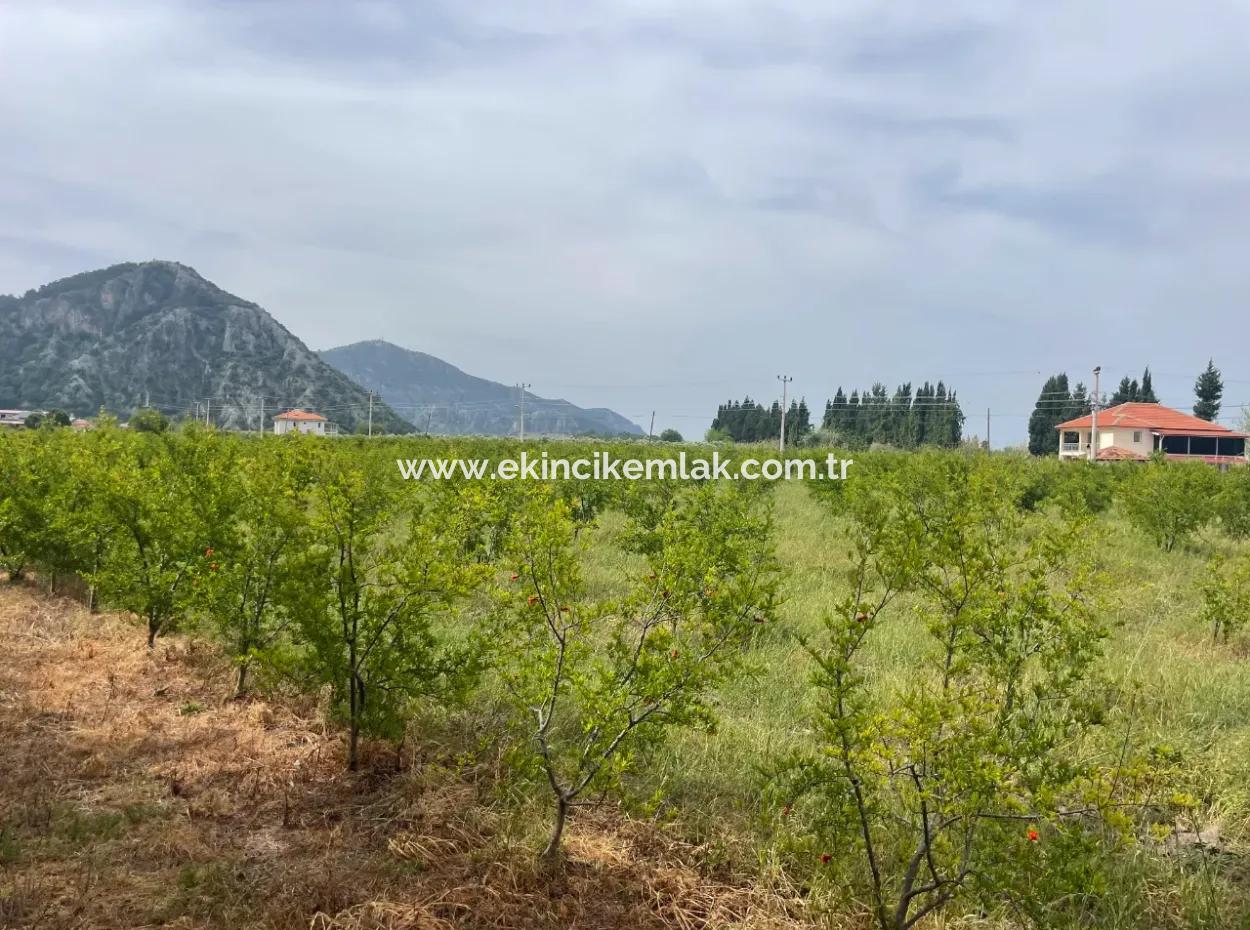 Field For Sale 6500M2 In Dalyan