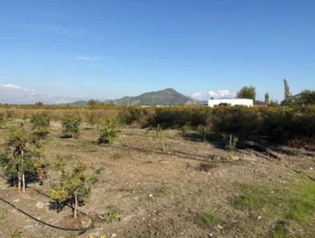 21500M2 Pomegranate Orchard For Sale In Eskiköy