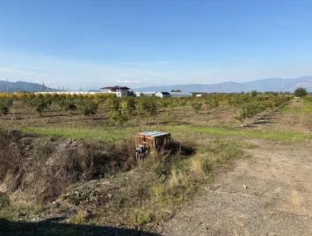 21500M2 Pomegranate Orchard For Sale In Eskiköy