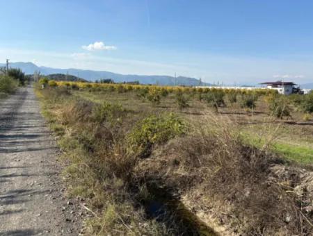 21500M2 Pomegranate Orchard For Sale In Eskiköy