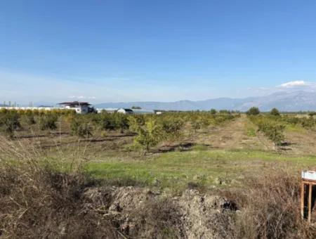 21500M2 Pomegranate Orchard For Sale In Eskiköy