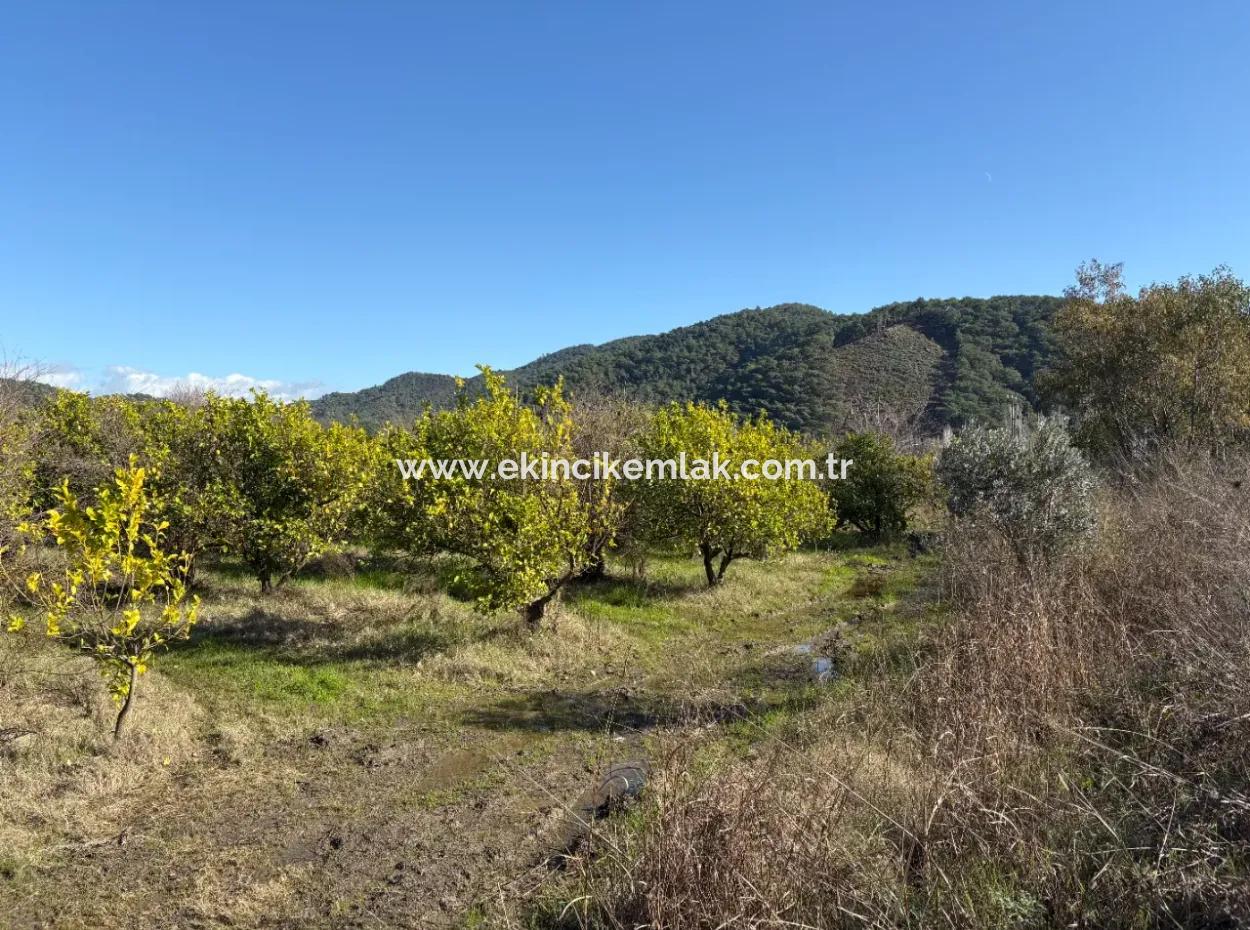 Tepearasın'da 23,000M2 Müstakil Satılık Tarla Bahçe