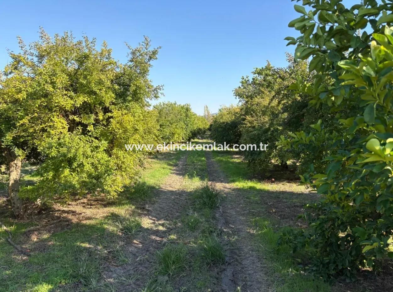 Eskiköy'de 6150M2 Satılık Limon Ve Nar Bahçesi