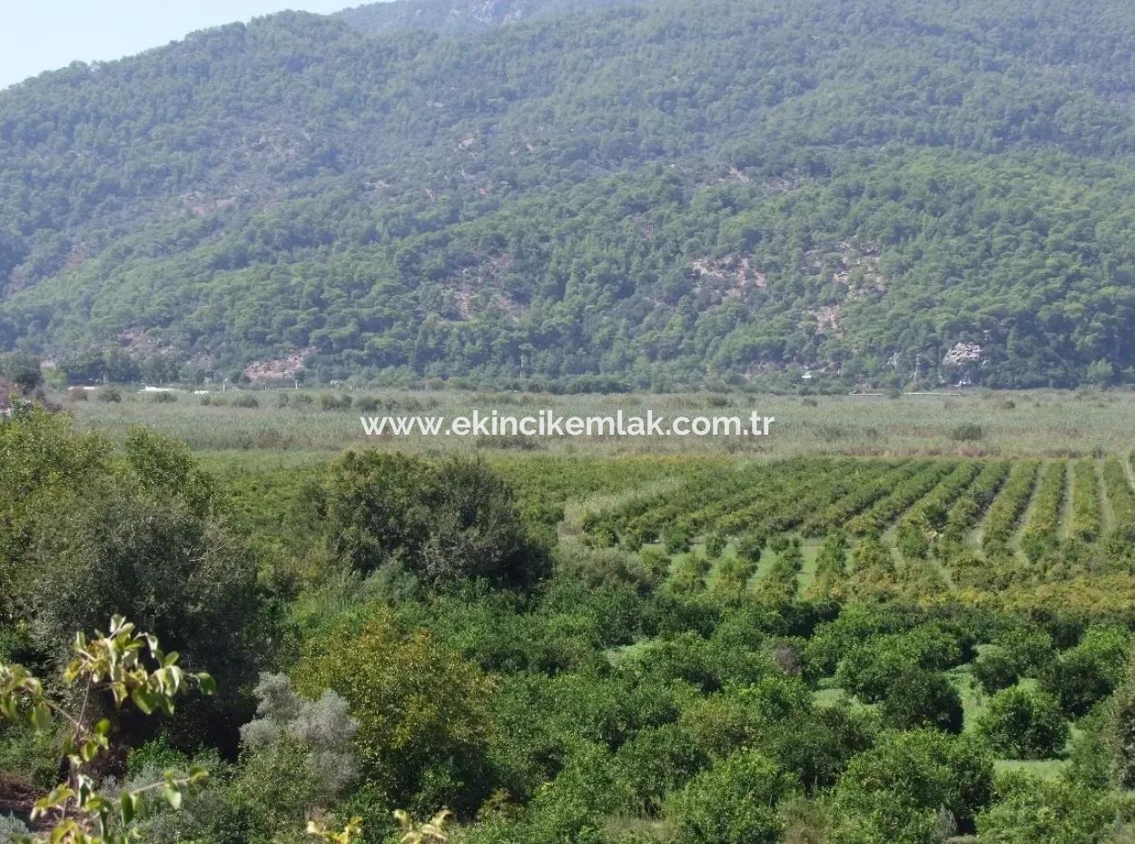 Dalyan Satılık Tarla Dalyan 73410M2 Satılık Tarla