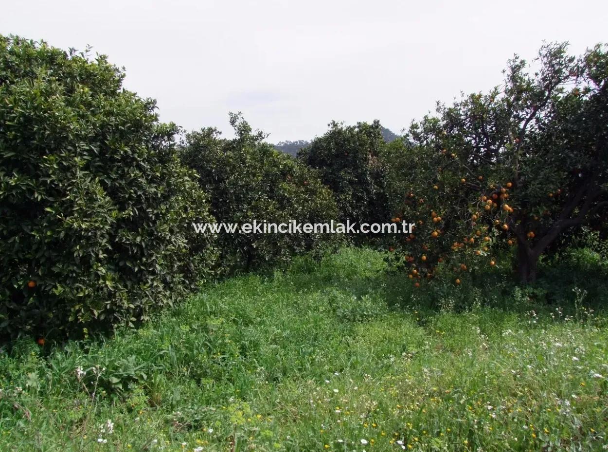 Gökçede Satılık Portakal Bahçesi 24,000M2 Denize Yakın Satılık Kelepir Satılık Bahçesi