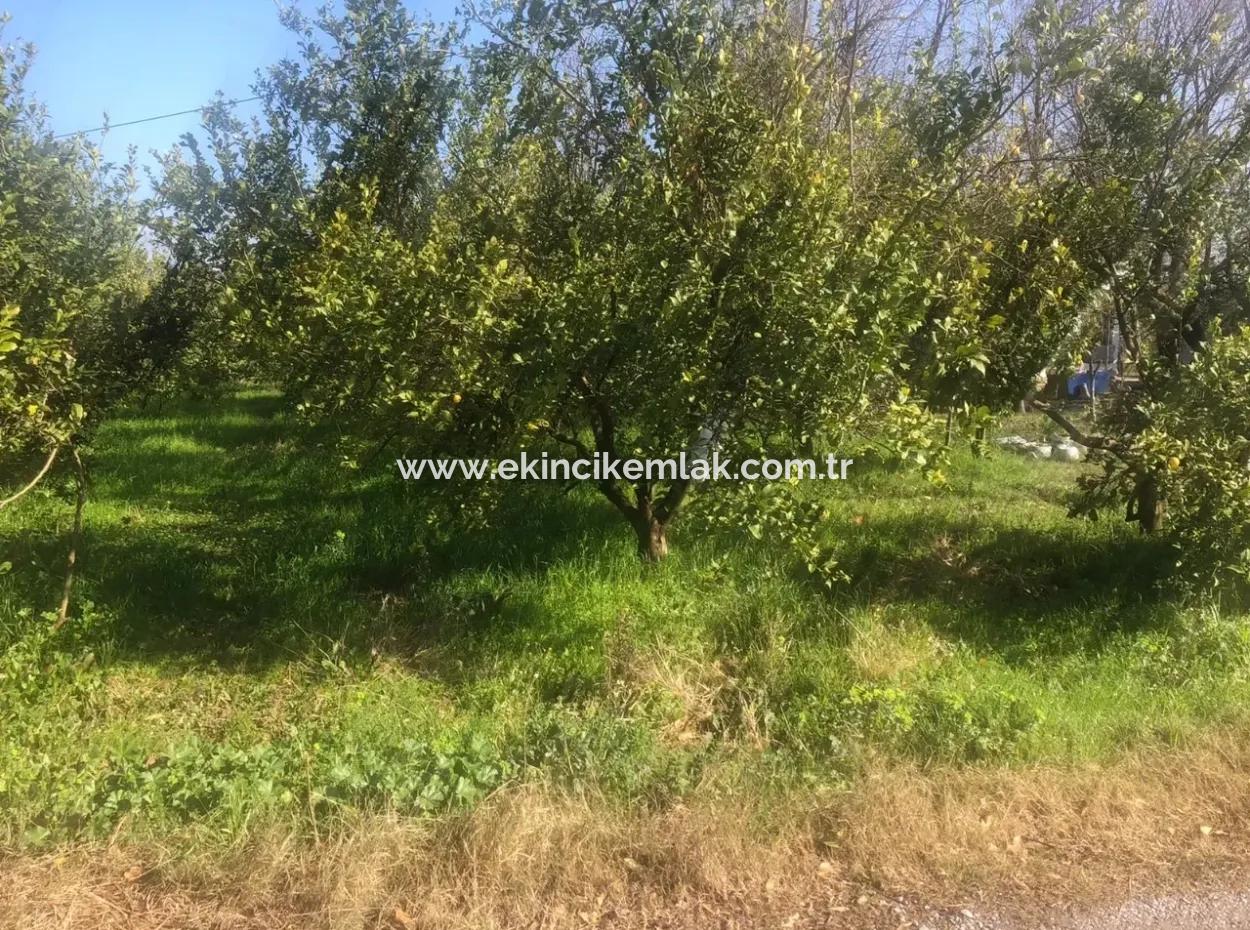 Akıncıda Satılık Arsa 803M2  İmarlı  Satılık Arsa