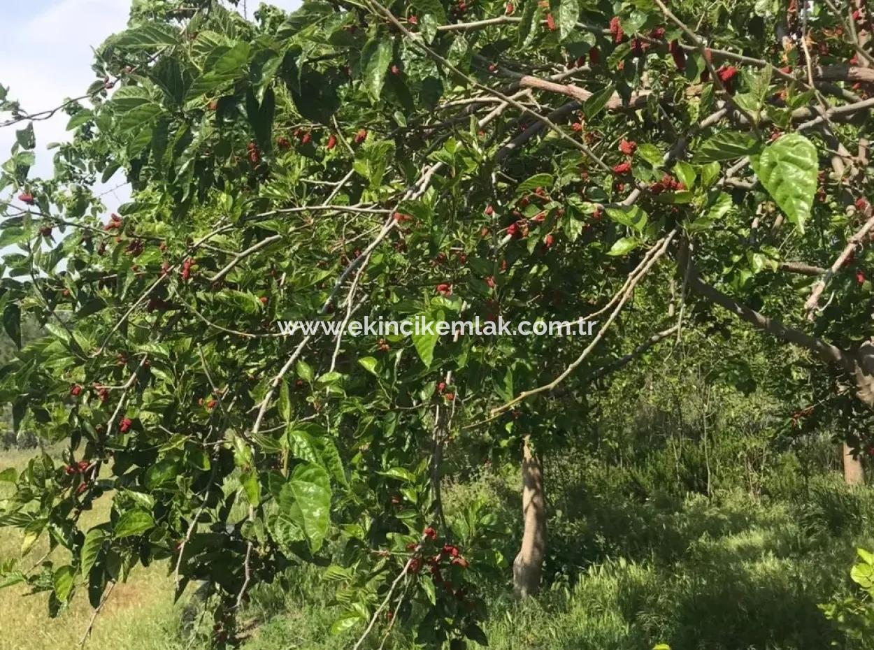 Seydikemer Korubükün Satılık 76000M2 Ciftlik Arazisi