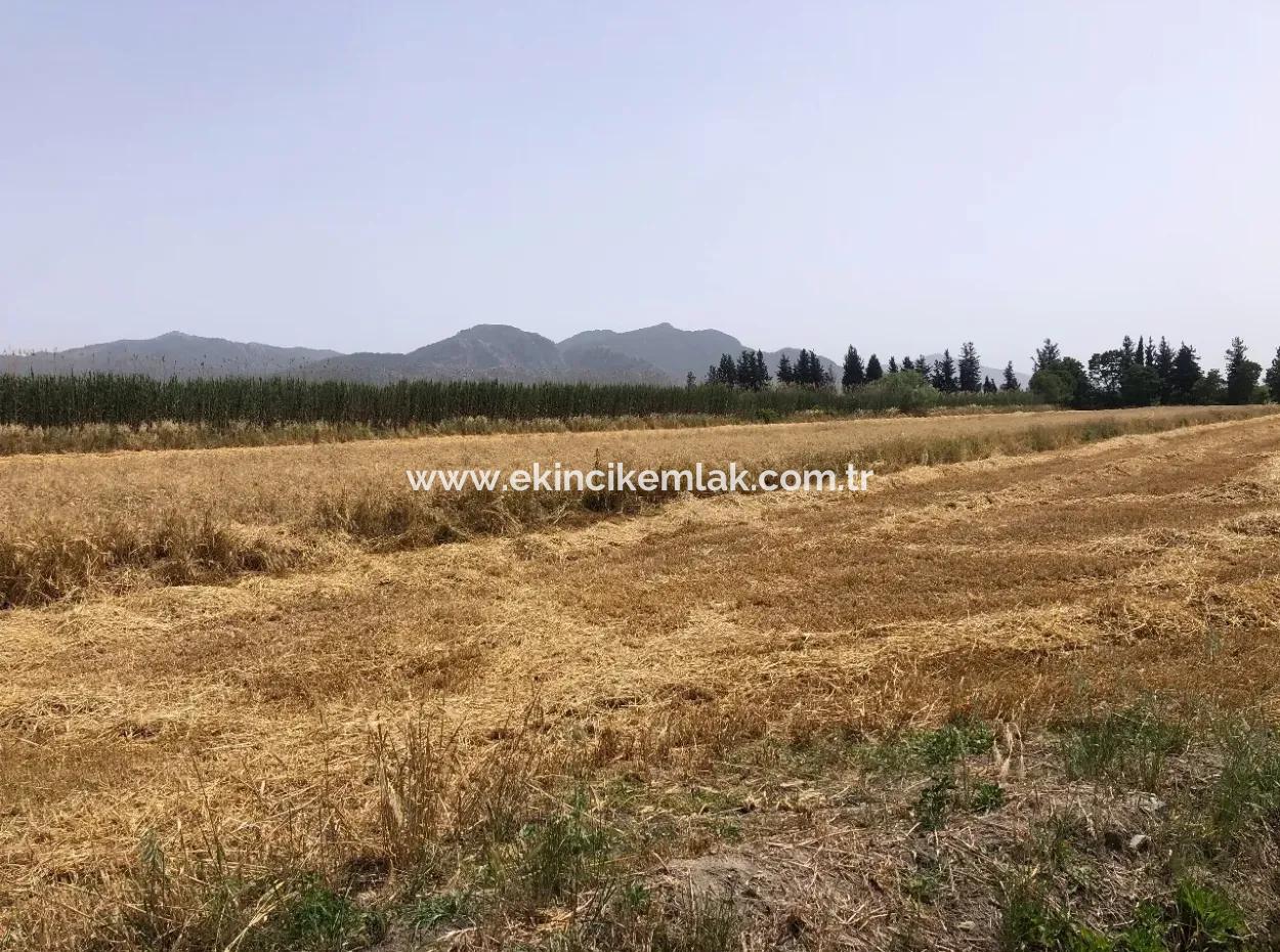 Eskiköy'de 39 Dönüm Çiftlik Arazisi Satılıktır