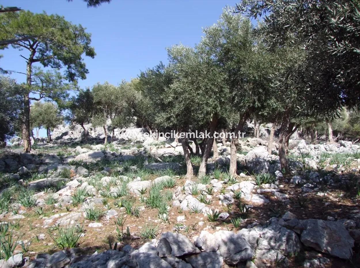 Çandır Deniz Manzaralı 5367M2 Tarla Arsa Satılık