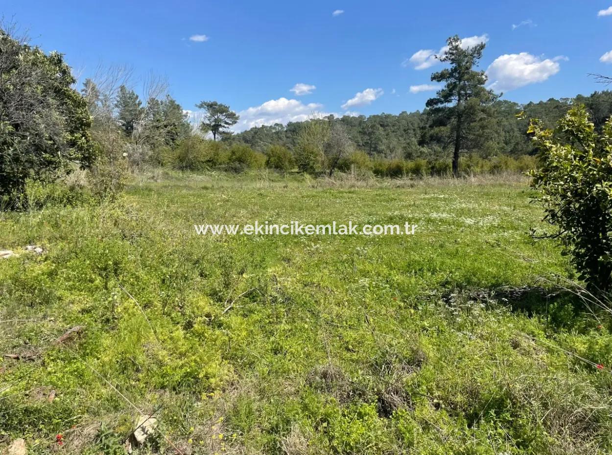 Zeytinalanın'da 5650M2 Tarla İçinde Satılık Köy Evi