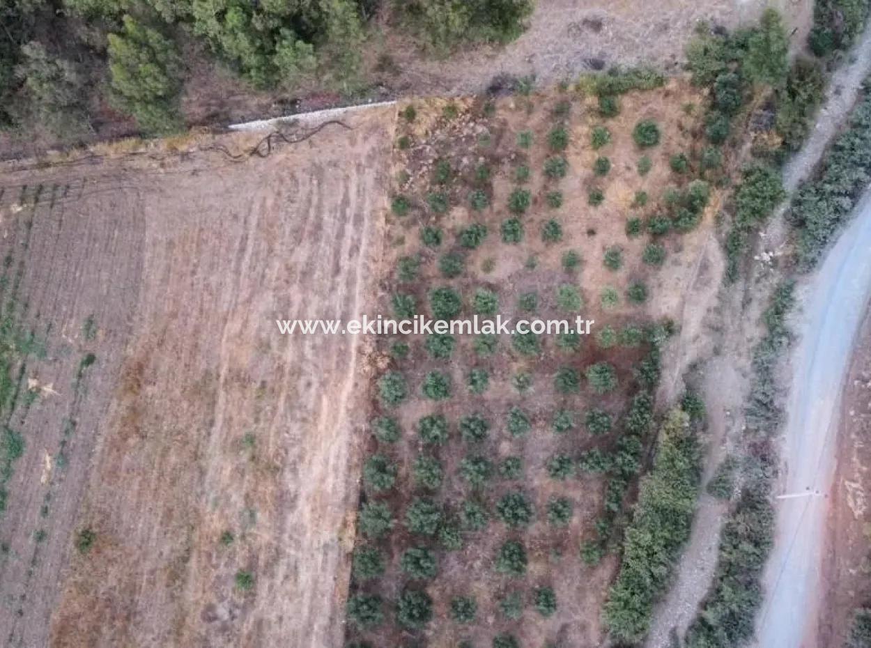 Mergenlide Aşı Koyu Yolu Üzerinde Satılık 3578M2 Tarla