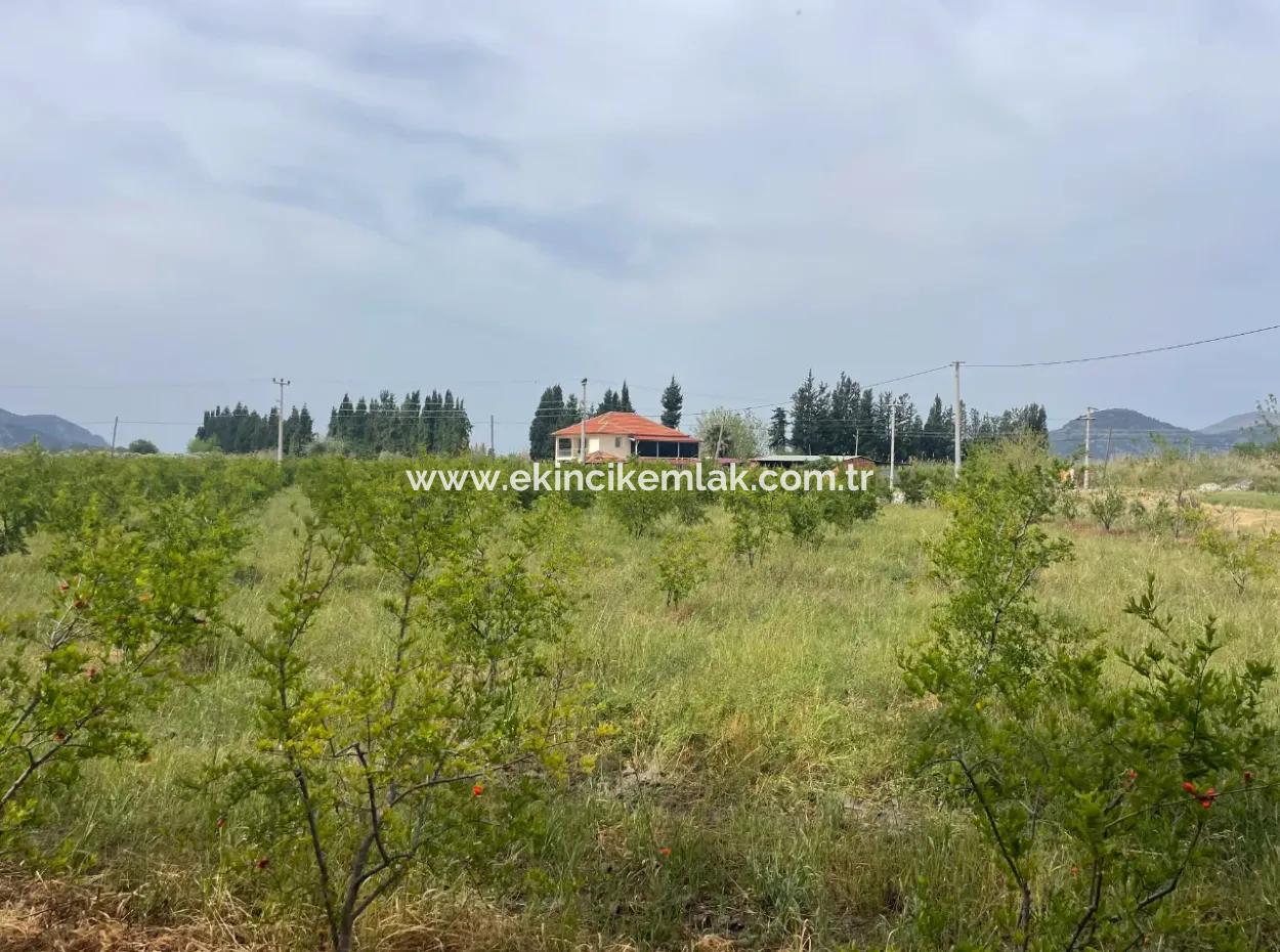 Dalyan'da 6500M2 Satılık Tarla